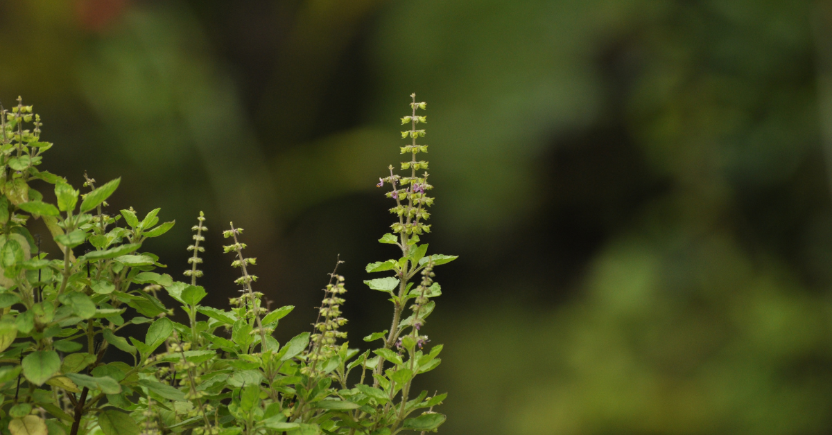 What is Tulsi All About Holy Basil Organic India Australia