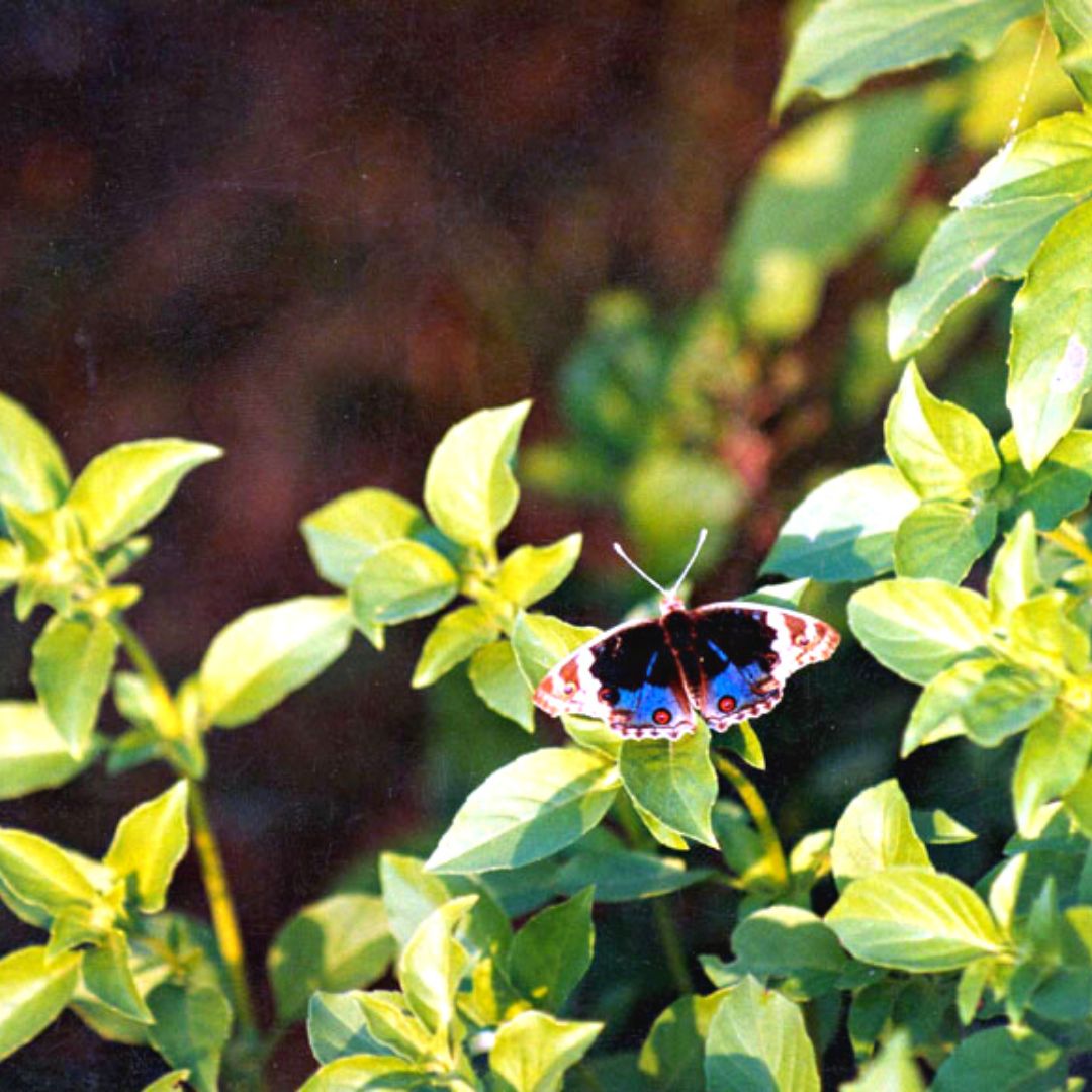 Five Ayurvedic Tips for Spring Allergies