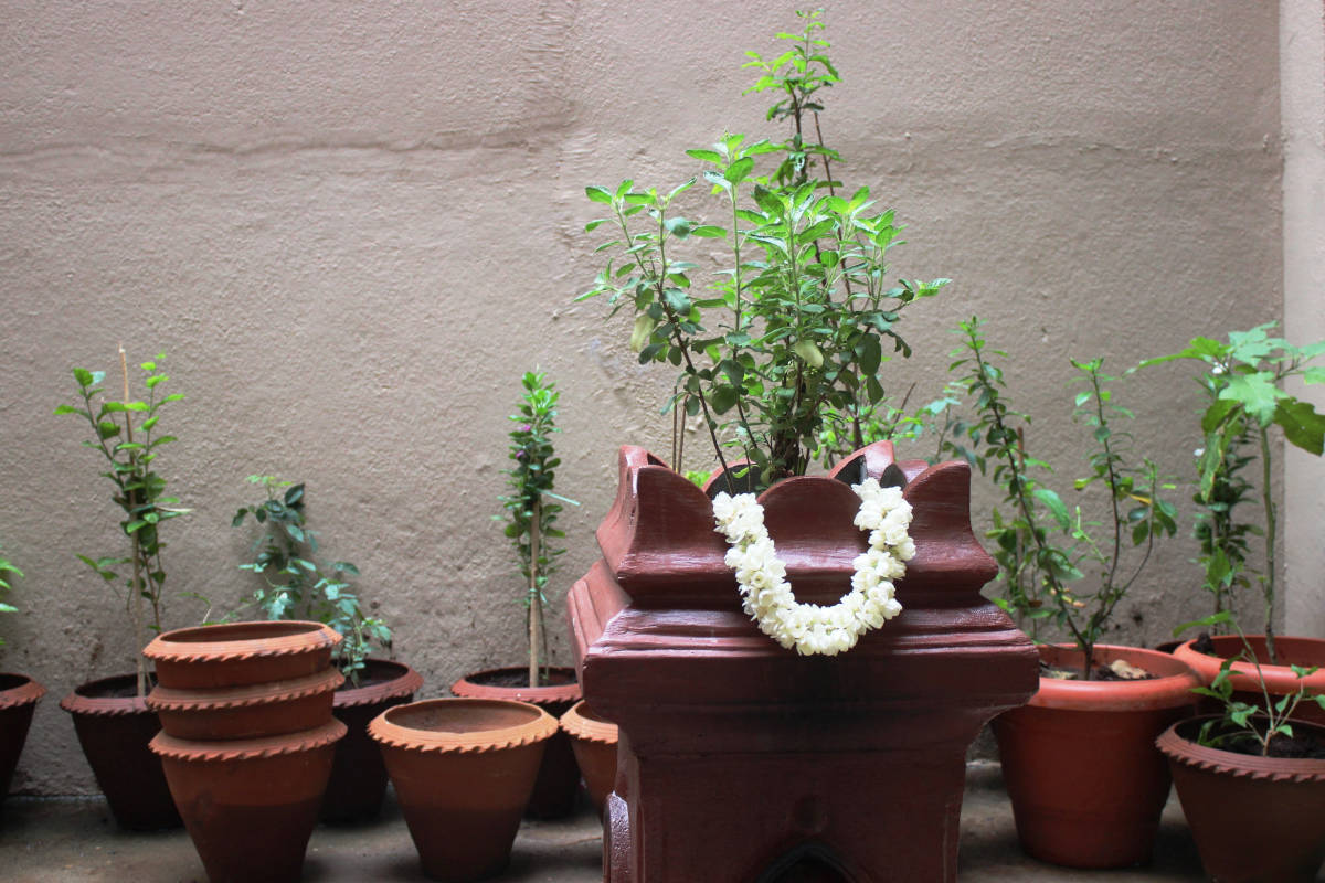 tulsi in home for protection